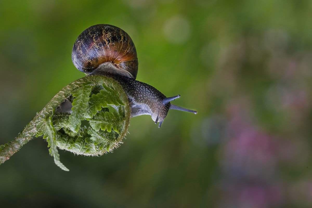 I'm assuming this is the Garden Snail (Cornu aspersum). Anyway, it lives happily in the compost bin (with a selection of other slugs and snails) and comes out from time-to-time for a portrait session. #Snails #Gastropods