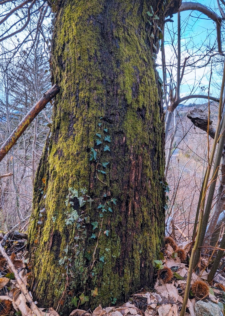 Aujourd'hui je vous présente mon ami en tenue verte...
@keeper_of_books #Trees
#ArbreDuMatin #TreeClub #AmiesDesArbres
#JaimeLesArbres #ThePhotoHour 
(Châtaignier Ardéchois, 11/03/24)