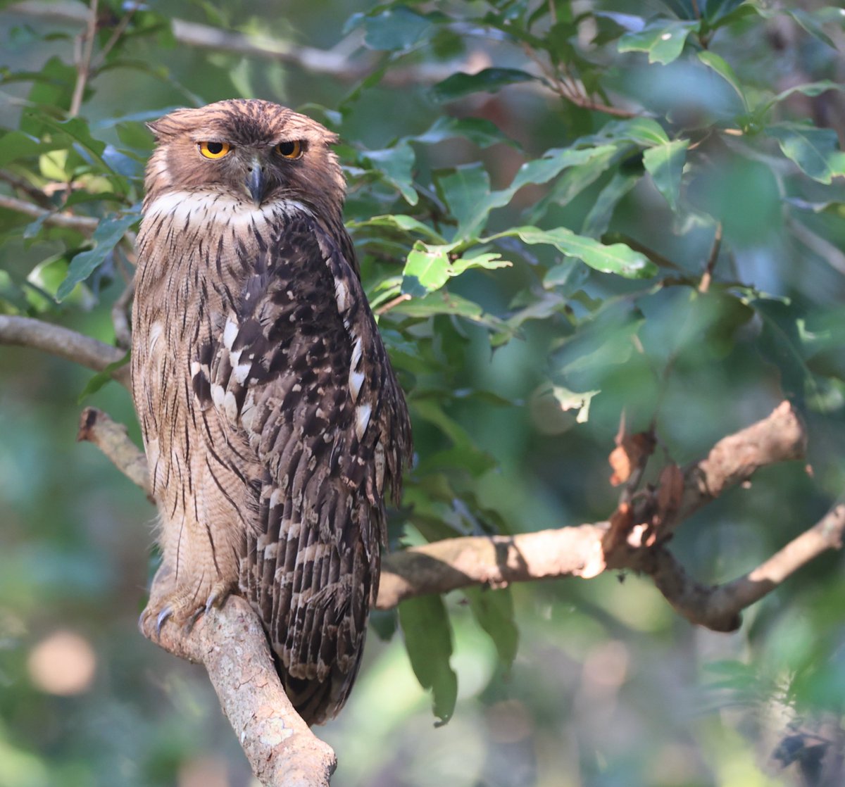Of the four Fish Owls inhabiting our planet the Brown Fish Owl (#BirdsSeenIn2024) is the most common but nonetheless coming close to these impressive birds remains something to behold with their golden irises, streaked fulvous underparts and pale breast [BirdingInChina.com]