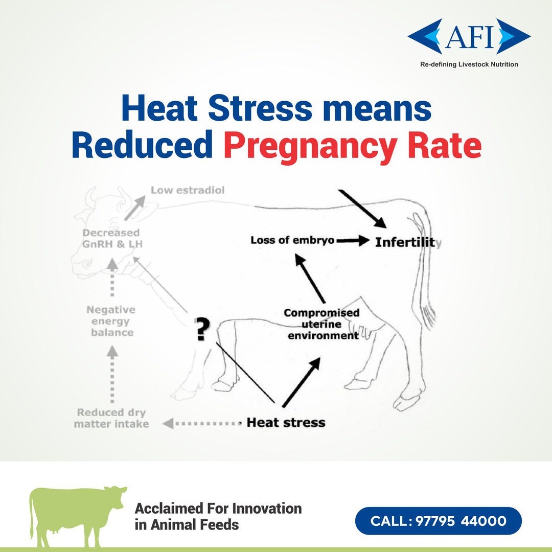 Heat stress occurs when cows generate and absorb more heat than they can easily get rid of by respiration, sweating and air blowing by them. For more information call: 9779544000