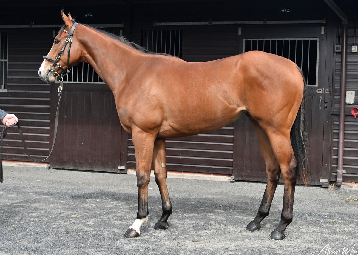 Our 3⃣ new purchases from the @GoffsUK Breeze Up Sale yesterday are live on our website!💥 🤩Ardad ex Travel Writer Colt 💙Profitable ex Ahazeej Colt 👑Cotai Glory ex Destiny's Kitten Filly 👉 bit.ly/MPR2yos👈 Shares are selling fast, so act quickly! #TeamMPR