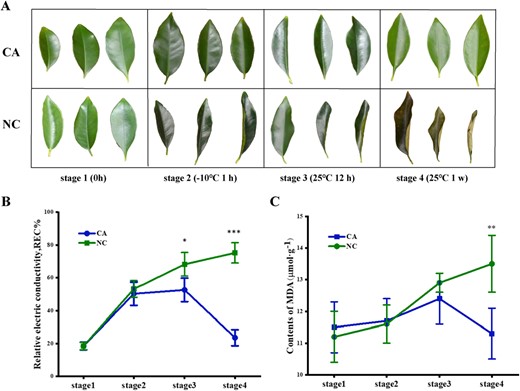 Hortres's tweet photo. 🌿❄️ Kumquat's Cold Defense! Study shows protease inhibitor FmASP boosts freezing tolerance by protecting proteins during cold acclimation. #PlantScience #ColdAcclimation 🧬🔬 @OxfordJournals
Details:https://t.co/2LQ54DdR6j https://t.co/6Yx8YRcVGi