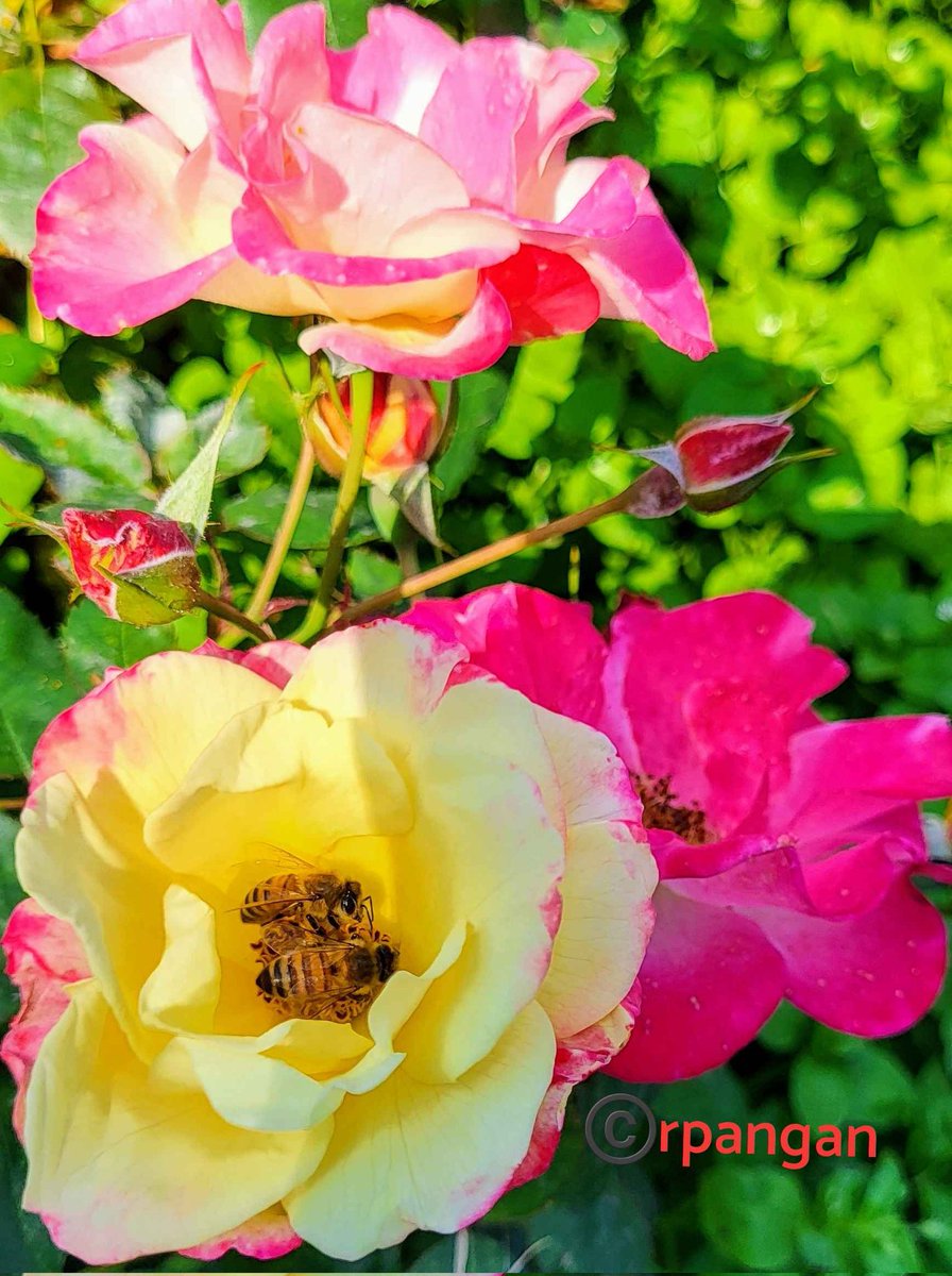 Honey bees and roses, 🐝🐝🌹🌹photographed late summer at the Parks and Botanical Gardens. 
#InsectThursday #honeybees #savethebees #pollinators #GardeningTwitter #gardenlife #roses #flowersphoto #bees