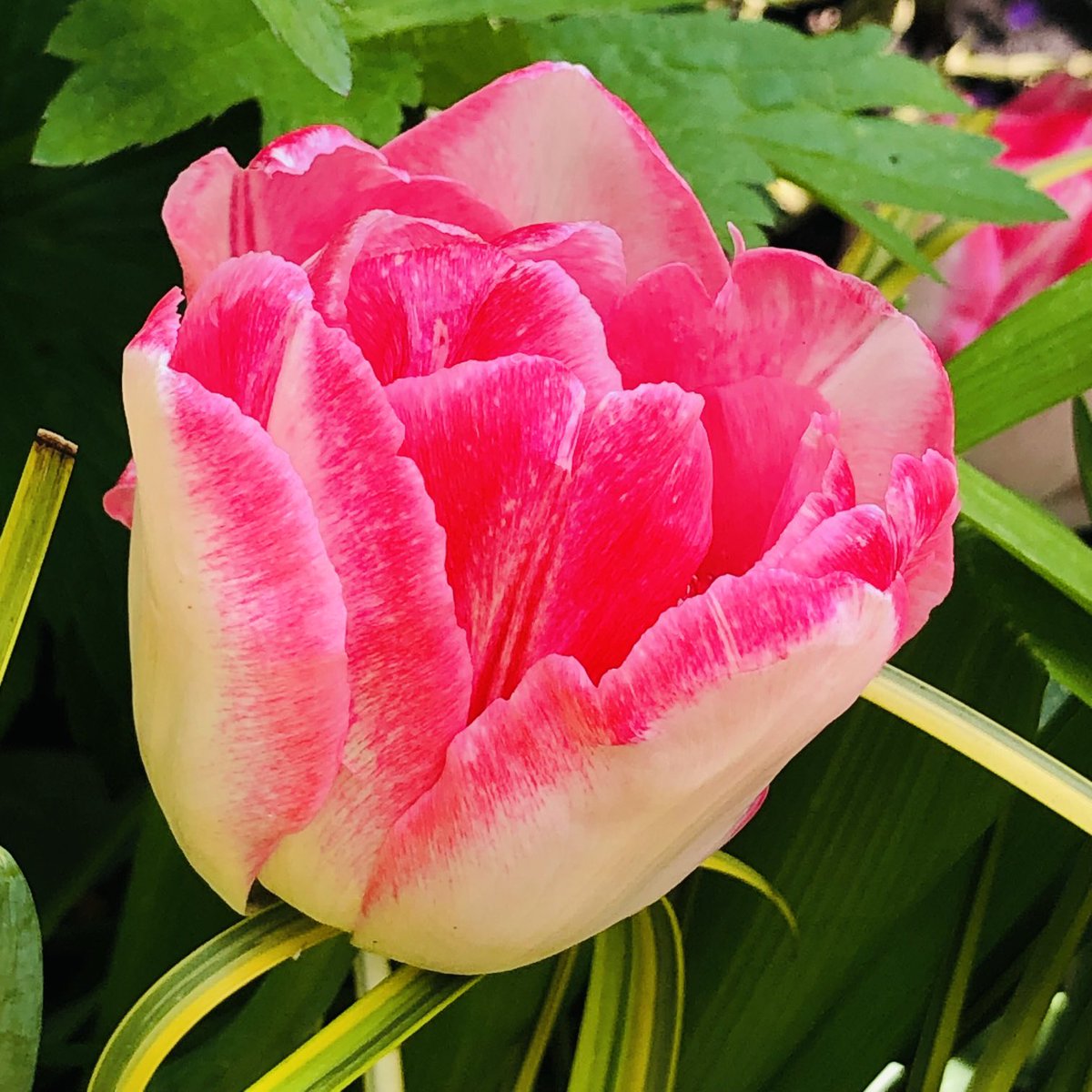 These tulips have been flowering for weeks, so pretty! 🌷🌷🌷