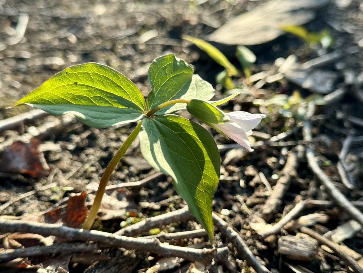 Trillium are just about to start blooming all over the park. This one is part of a cluster on the back-loop of Tulip Tree Trail! Happy spring ephemeral season! 🌸 #visitck [Image: A white flower with green leaves is beginning to bloom in a forest.]