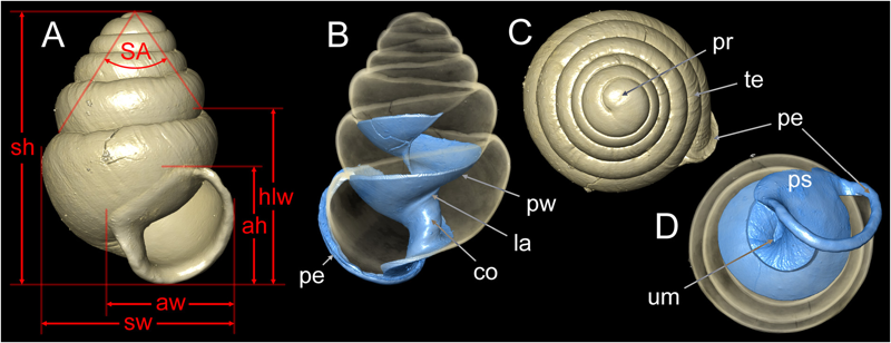 🐌 3D X-ray microscopy & SEM of a subterranean #snail #shell from genus Zospeum, housed in @NHM_Wien, unveils crucial traits for identifying the genus's southernmost members. Based on this data, 11 allied species from the WE Balkans have been described. 👉sgn.one/5xs