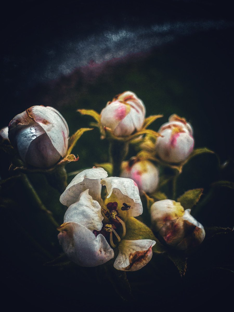 GM #photographylovers Pear tree is starting to bloom! #pear #flowers #Fingerlakes #Spring #goodmorning #PhotographyIsArt #photograpyfam