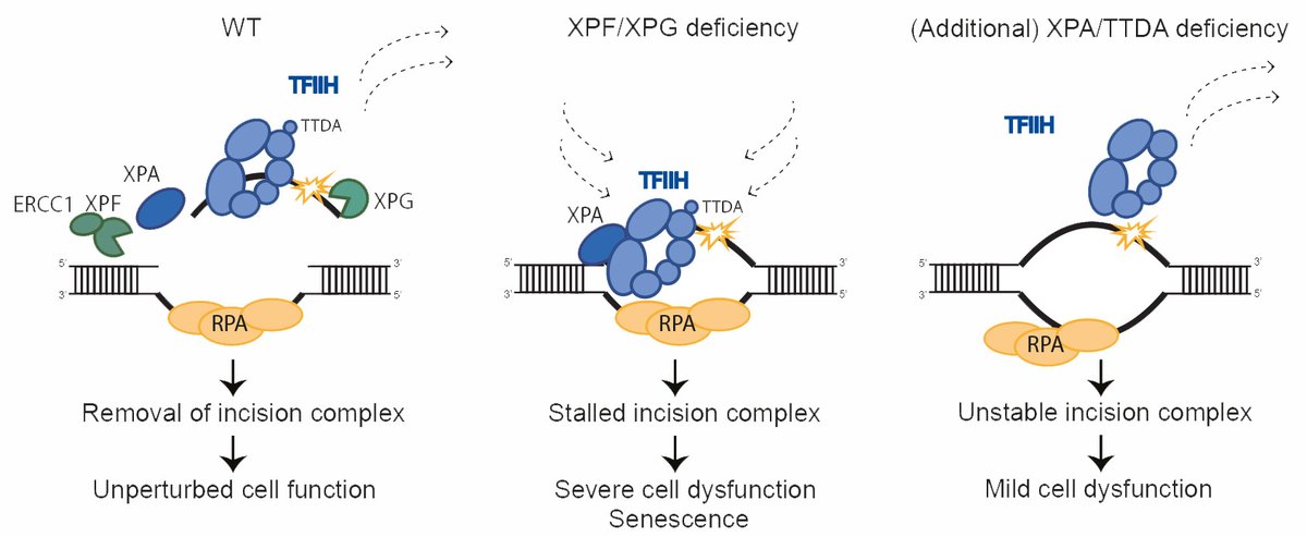 Hannes Lans (@hanneslans) on Twitter photo Happy to share our <a href="/NatureComms/">Nature Communications</a> paper showing that prolonged TFIIH binding to nonexcised DNA damage causes severe neuronal and developmental failure. This can be prevented by depletion of XPA or TTDA, which stabilize TFIIH-DNA binding. nature.com/articles/s4146… Happy to share our <a href="/NatureComms/">Nature Communications</a> paper showing that prolonged TFIIH binding to nonexcised DNA damage causes severe neuronal and developmental failure. This can be prevented by depletion of XPA or TTDA, which stabilize TFIIH-DNA binding. nature.com/articles/s4146…