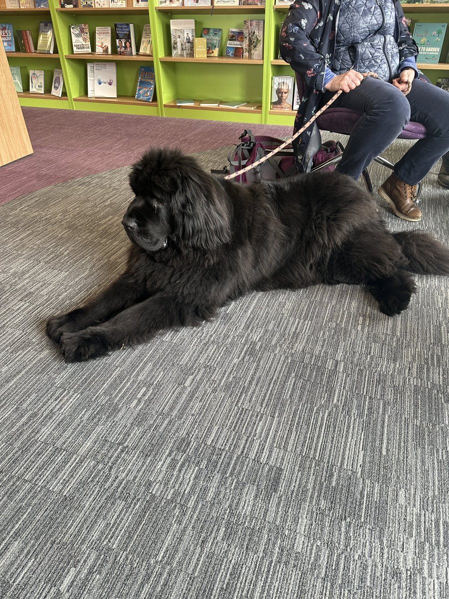 New therapy dog team alert!! We welcome Sandra and her super engaging and calm Newfoundland Arwen 🏴󠁧󠁢󠁷󠁬󠁳󠁿🐾❤️🖤