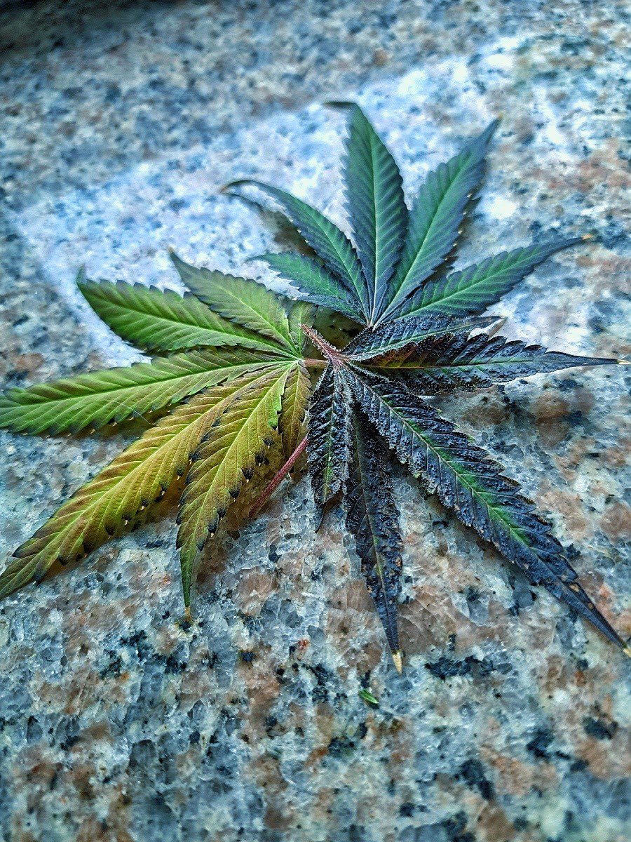 hopegrown's tweet photo. Marijuana. Cannabis. Weed.
.
.
.
.
#hopegrown #marijuanaismedicine #cannabisismedicine #weedismedicine #mmjcommunity #cannabiscommunity #plantbasedhealth #wellnessjourney https://t.co/7fQWNXSzdG