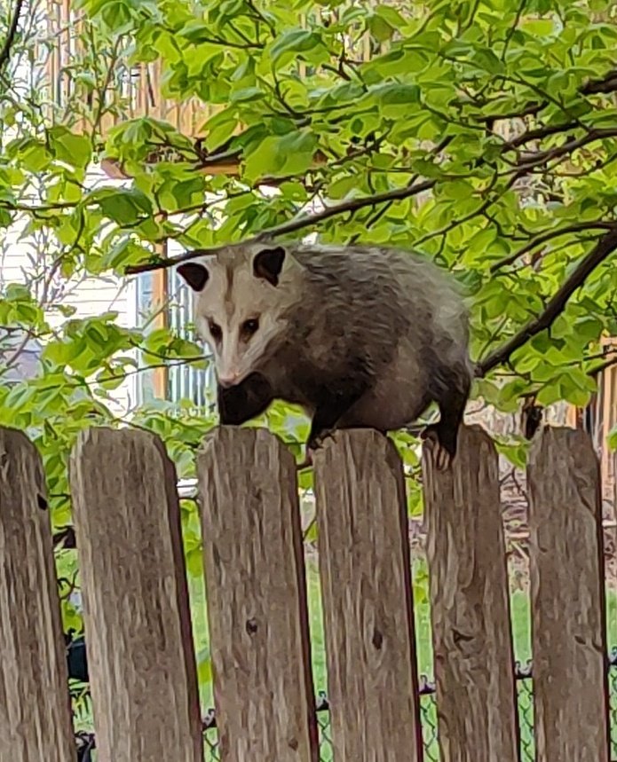 🍖Arie Bear🍖 tweet media