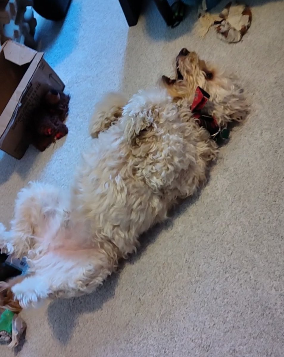 🍖Arie Bear🍖 tweet media