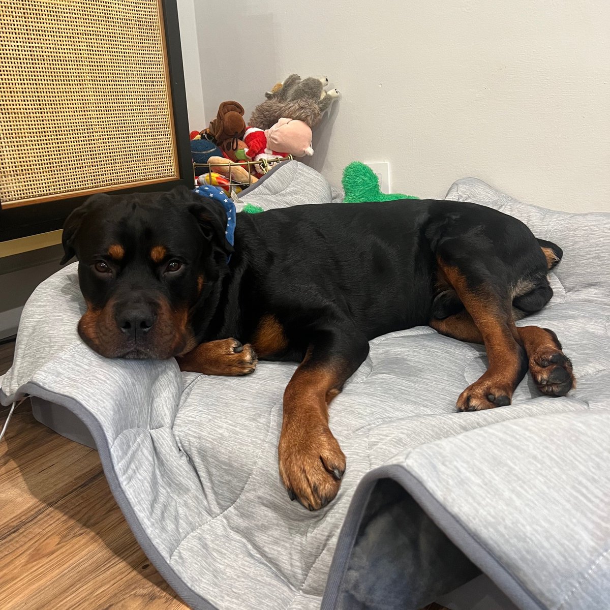 PawOriginal's tweet image. Meet the Paw.com 4-legged Team! 🌟 
First up is Kona 🐶 Don’t let the mug fool you, he’s really just a big teddy bear 🧸💖 His favorite pastime? Chasing and playing with tennis balls! 🎾
#officedogs #worklife #pawdotcom