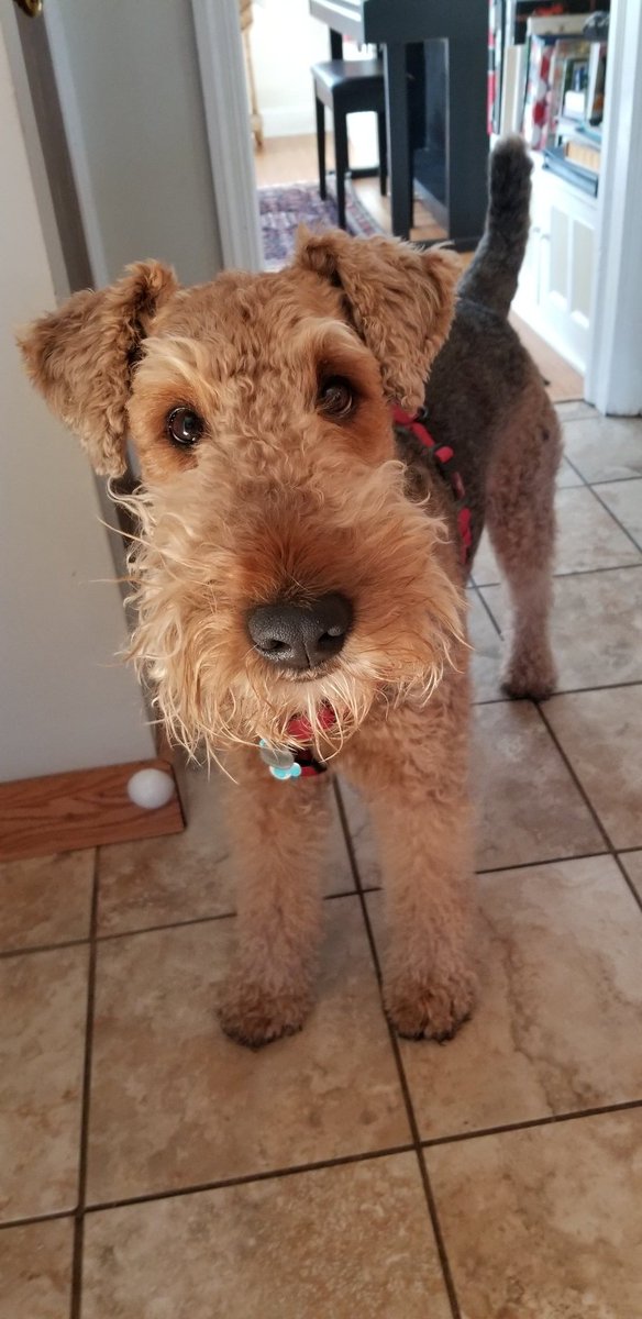 Post breakfast beardage.