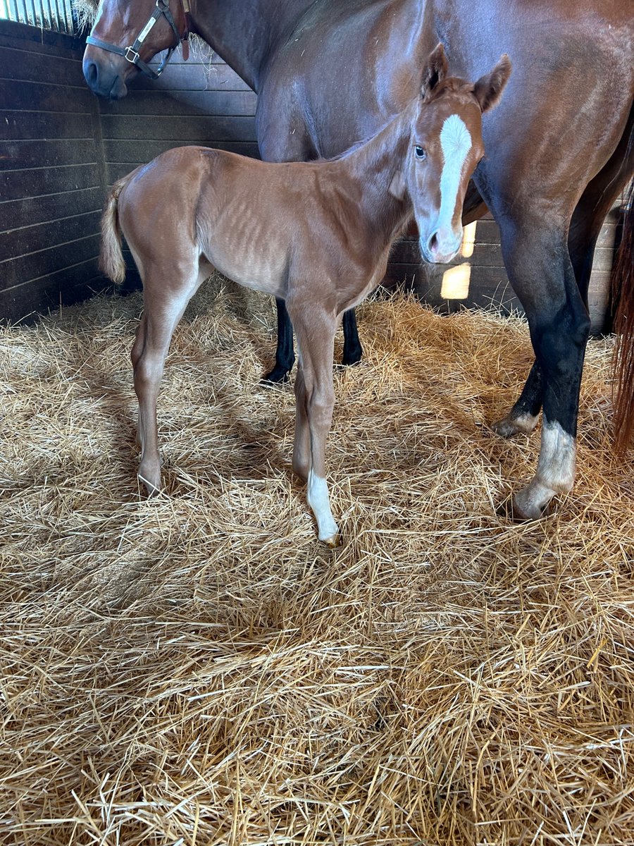 Firefoot ❌ Jack Christopher Chestnut filly born 4-24-24 1/2 sister our filly Freeburn! #LouisianaBred