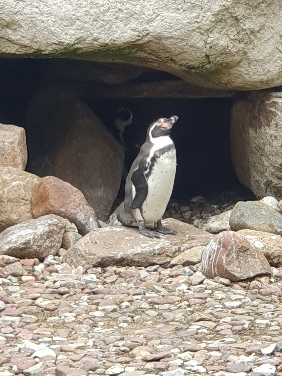 Today is #WorldPenguinDay!
Here's a pic of a little fellow I recently took at the birdpark in Walsrode, Germany.