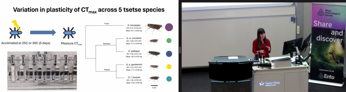 RoyEntSoc's tweet image. The second session of our hybrid conference on ‘The impact of extreme events’ @QMUL opens with Sinead English @BristolUni, sharing research on plasticity and how it can help insects cope with environmental extremes.

#RESExtreme24 🧵