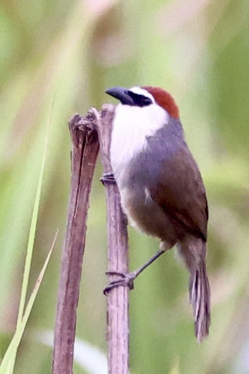 This is the Chestnut Capped Babbler…very smart and very elusive. I waited for a long time just hearing his calls and then finally he came out just so I could get my shots