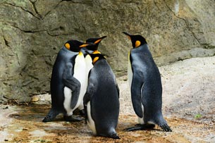 #ConcienciaAmbiental
Día Mundial de los Pingüinos. Estas dos importantes fechas fueron propuestas con la intención de aumentar la conciencia sobre la preservación, protección y cuidado de estos peculiares animales.