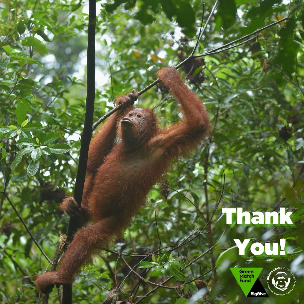 A huge thank you to everyone who donated to our #GreenMatchFund appeal! You helped us exceed our target goal - a total of £14,616 was raised!💚

By safeguarding the rainforest and biodiversity within, you are creating a long-lasting impact for wildlife, people, and the planet.🌏