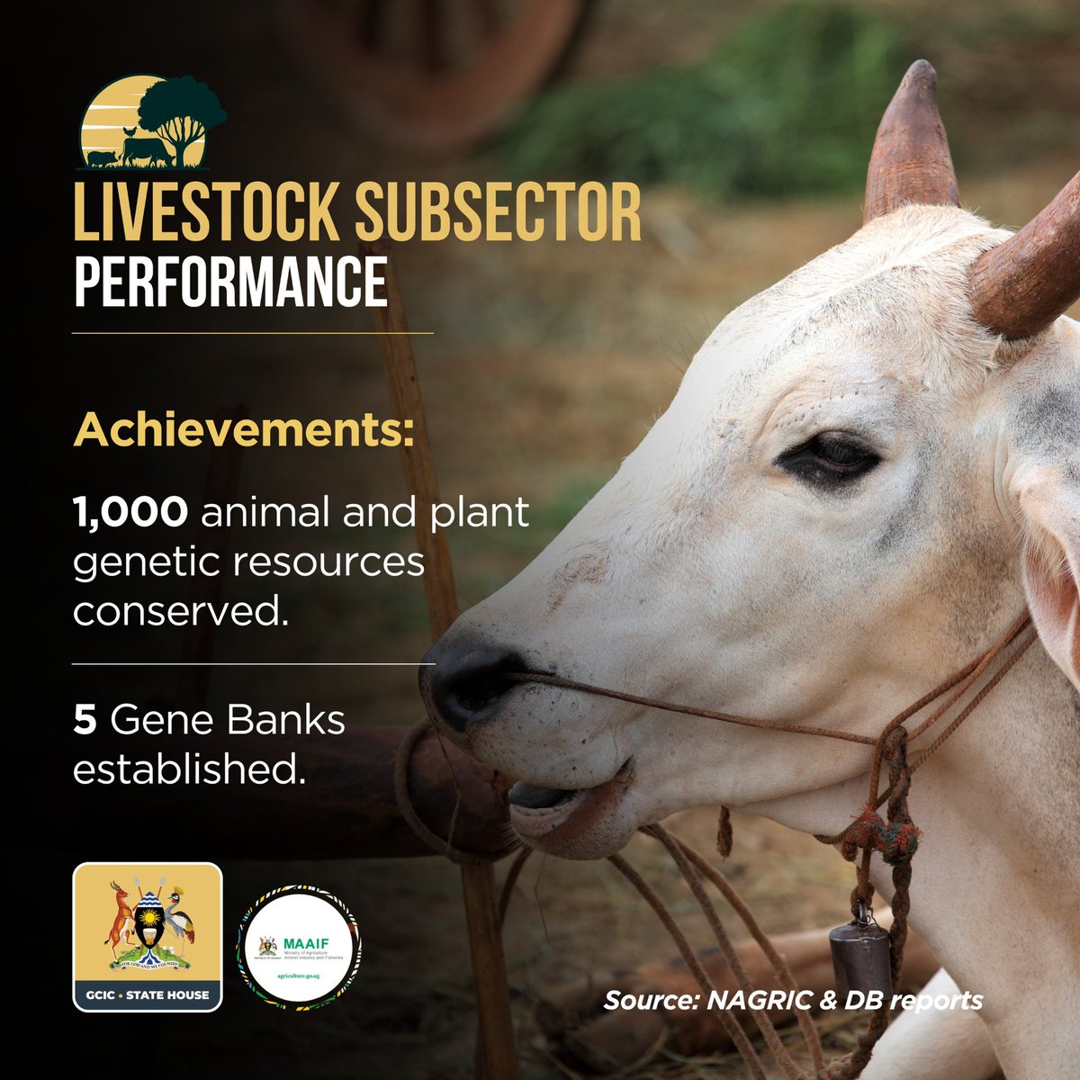 Livestock Sector performance achieved 1,000 conserved animal and plant genetic resources and established 5 gene banks. @MAAIF_Uganda #OpenGovUg