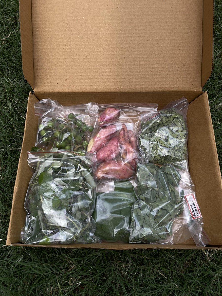Today’s “Wild Edibles” box from the TDU food forest.

Food Studies programs at <a href="/TDUPGConnect/">TDU Postgrad Connect</a> 

Boerhavia diffus
Solanum torvum
Ipomoea batatas
Sesbania grandiflora
Tinospora cordifolia