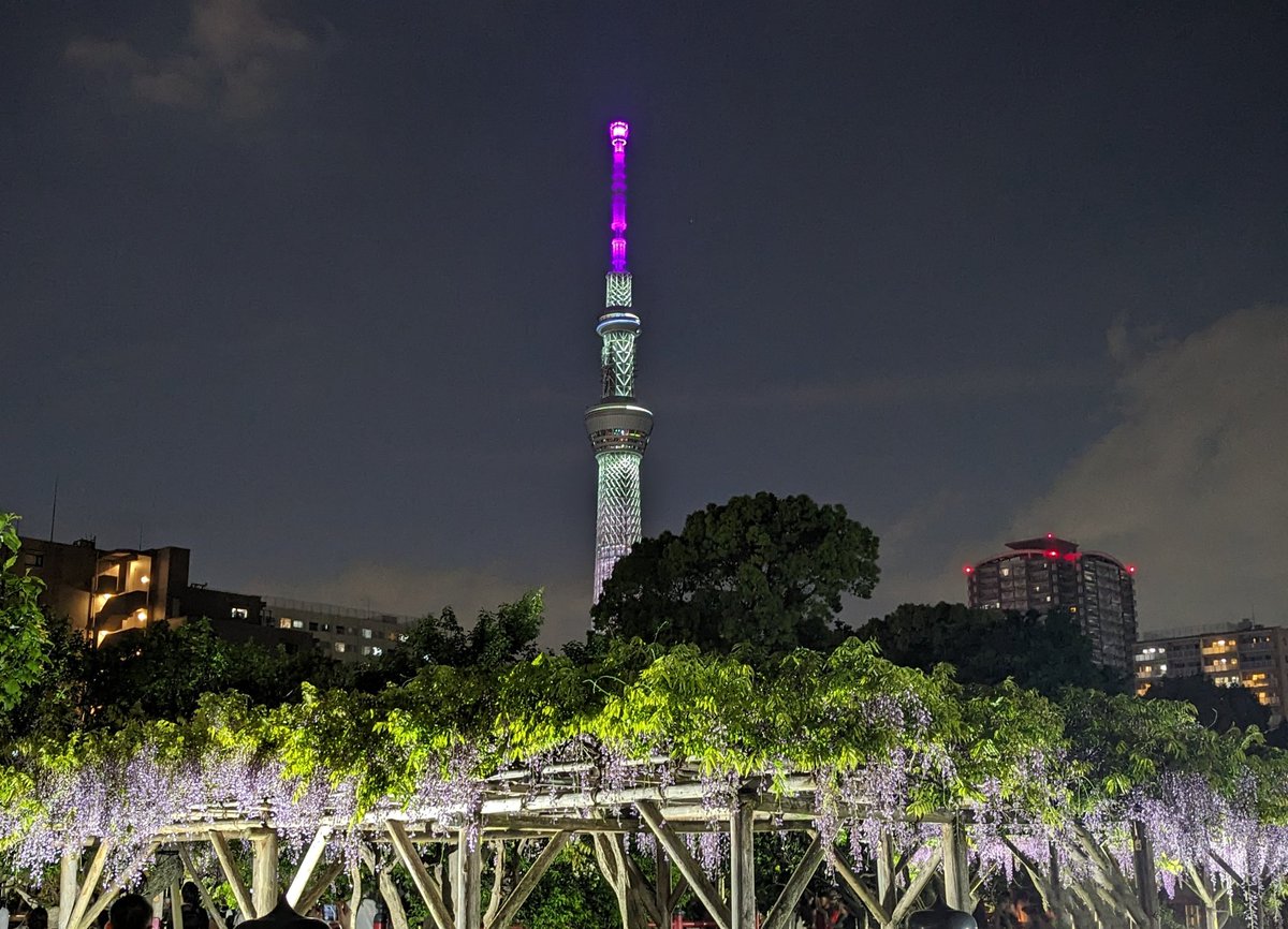 🍇亀戸天神社さま藤まつりライトアップ🍇