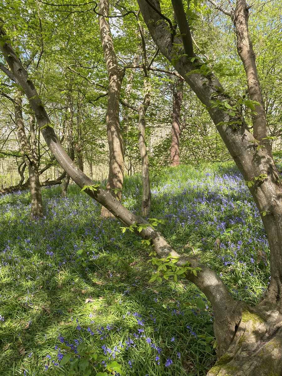 A lovely morning spent visiting @WoodlandTrust site Ashenbank wood in Kent this morning with local MPs <a href="/tracey_crouch/">Dame Tracey Crouch</a> <a href="/AdamHollowayMP/">Adam Holloway MP</a> discussing the importance of ancient woodland habitat, tree protection, access to nature and the health &amp; well-being benefits of trees and woods!