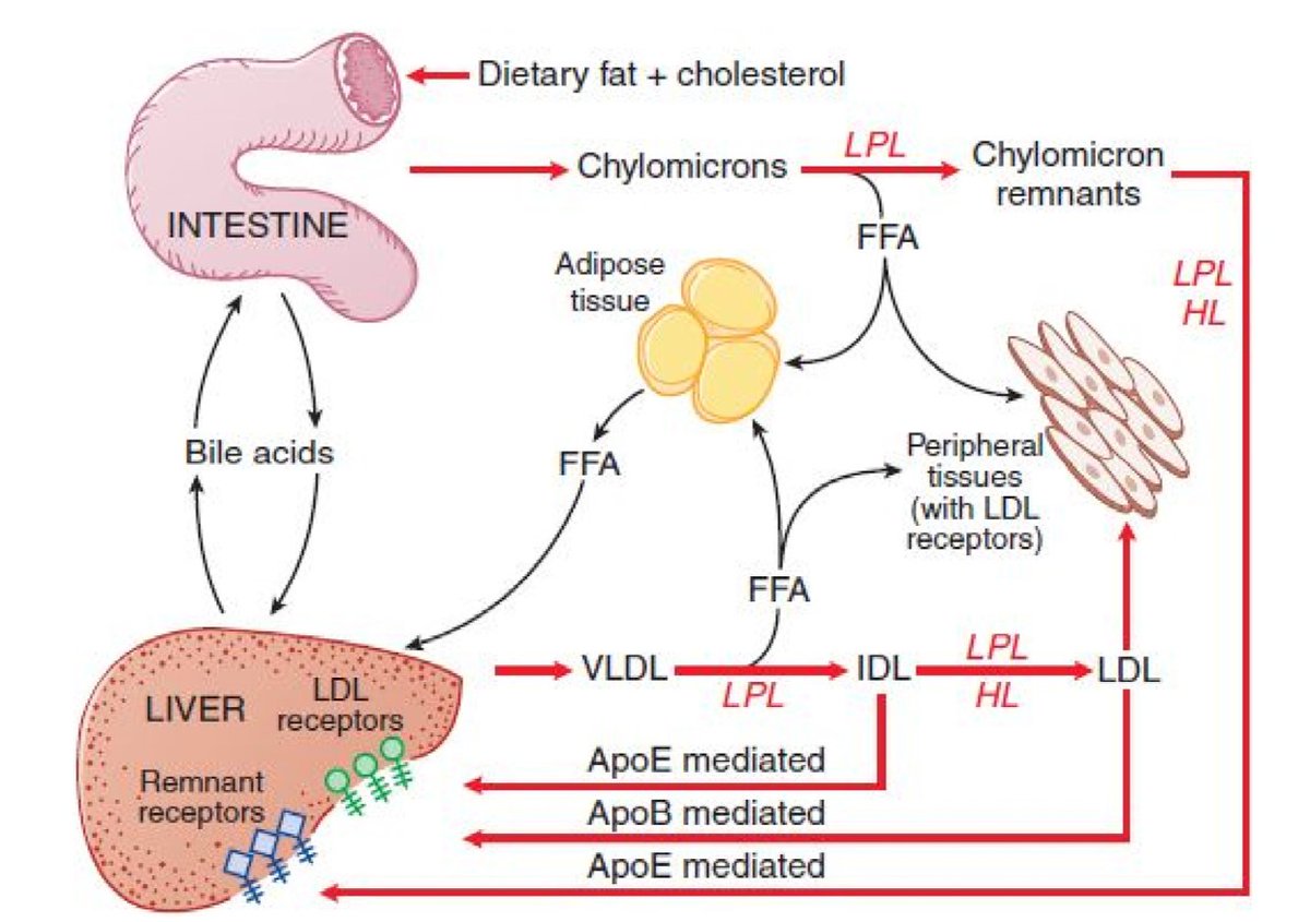 Obesity, dyslipidemia, and cardiovascular disease: A joint expert review from the Obesity Medicine Association and the National Lipid Association 2024 doi.org/10.1016/j.jacl… @nationallipid @society_eas