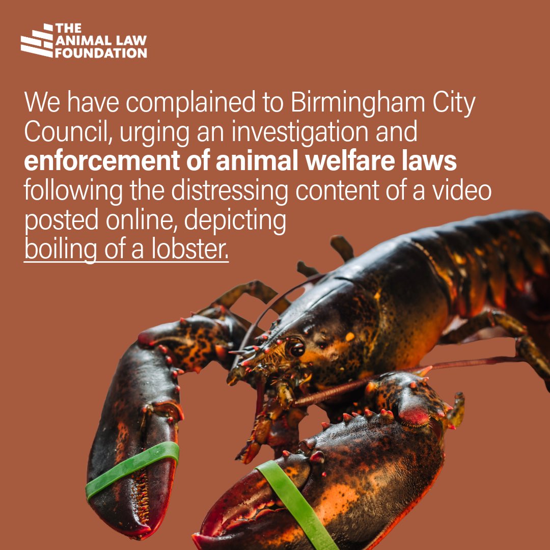 We have written to Birmingham City Council requesting that they enforce the law after someone posted a video of them boiling a lobster alive. 

Lobsters are protected under welfare law from avoidable pain and suffering at the time of killing.

For more:
animallawfoundation.org/crustaceans-pa…