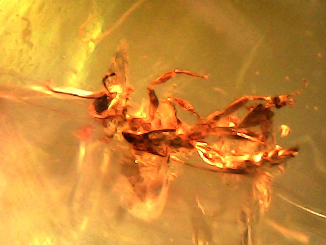 Ly480: Fossil parasitic wasp from the Miocene of Chiapas, Mexico.

#fossil 
#palaeontology
#paleontology
#arthropod 
#wasp 
#Chiapas
#Amber 
#Mexico  
#Miocene