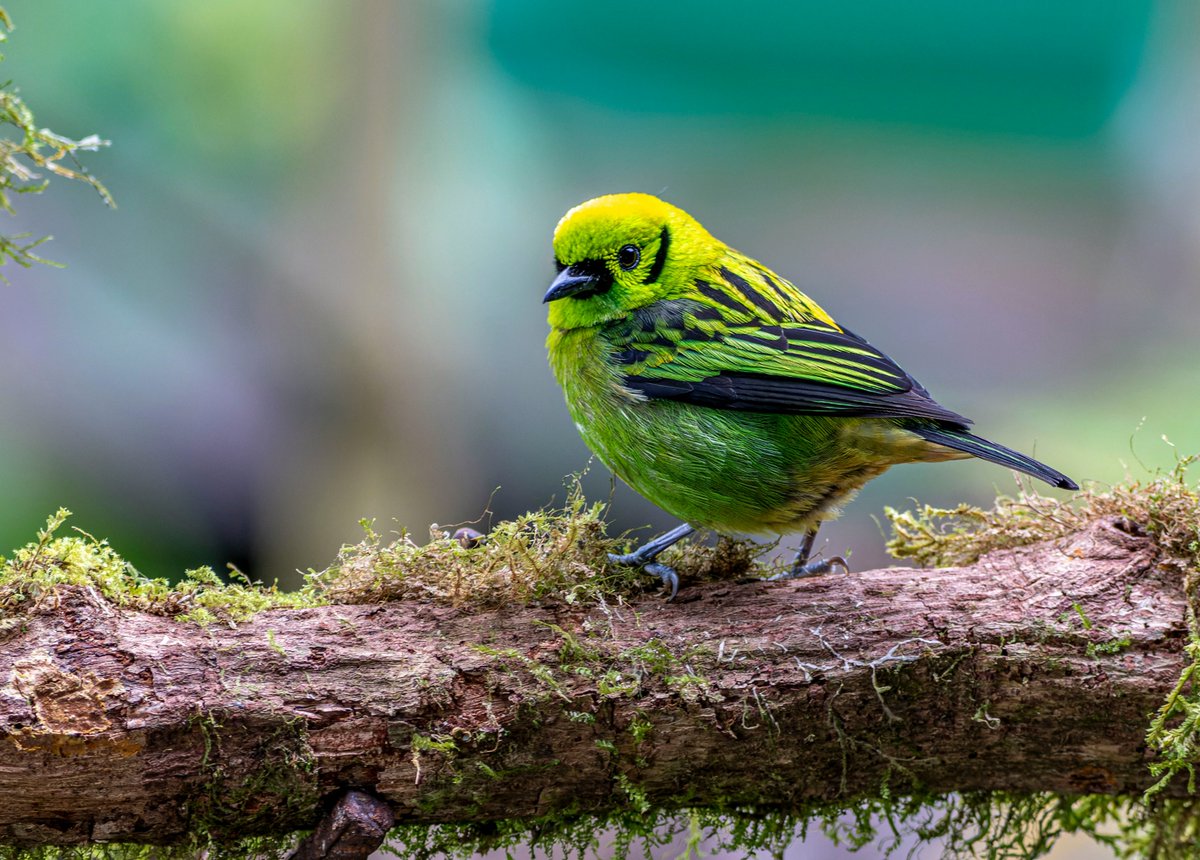 Look at this stunning emerald tanager! Its vibrant green and yellow plumage is truly eye-catching. #birding #naturelovers