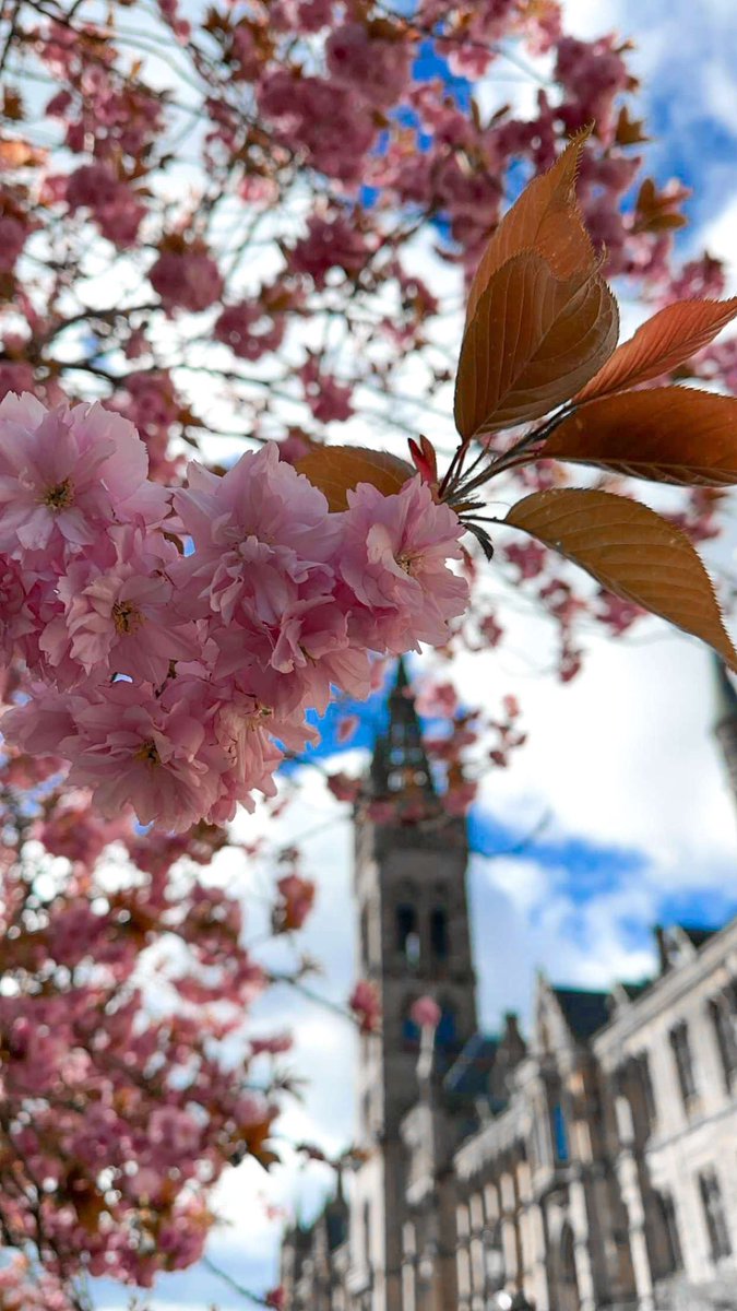 University of Glasgow during Spring 🌸