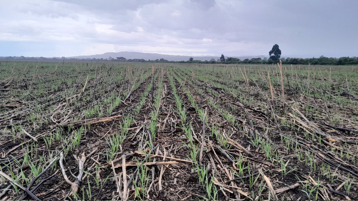 Wheat coming up beautifully through canola stubble. If the wet weather continues through the season, we will be thankfully for the lower Fusarium pressure.