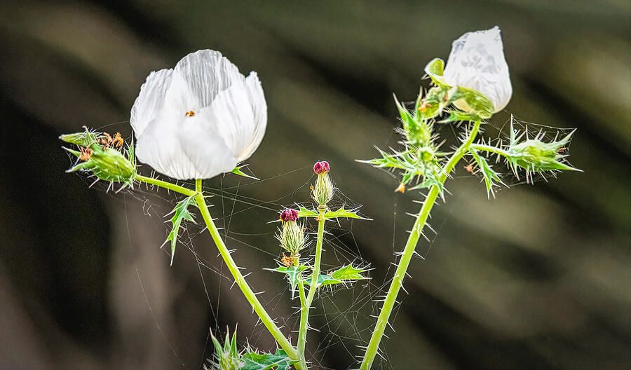 Spring Beginnings by Debra Martz 

debra-martz.pixels.com/featured/sprin… 
#white #poppies #flowers #flora #nature #spiderSilk #spring #NewBeginnings #photography #PhotographyIsArt #BuyIntoArt #AYearForArt #SpringForArt #GiftsForMom