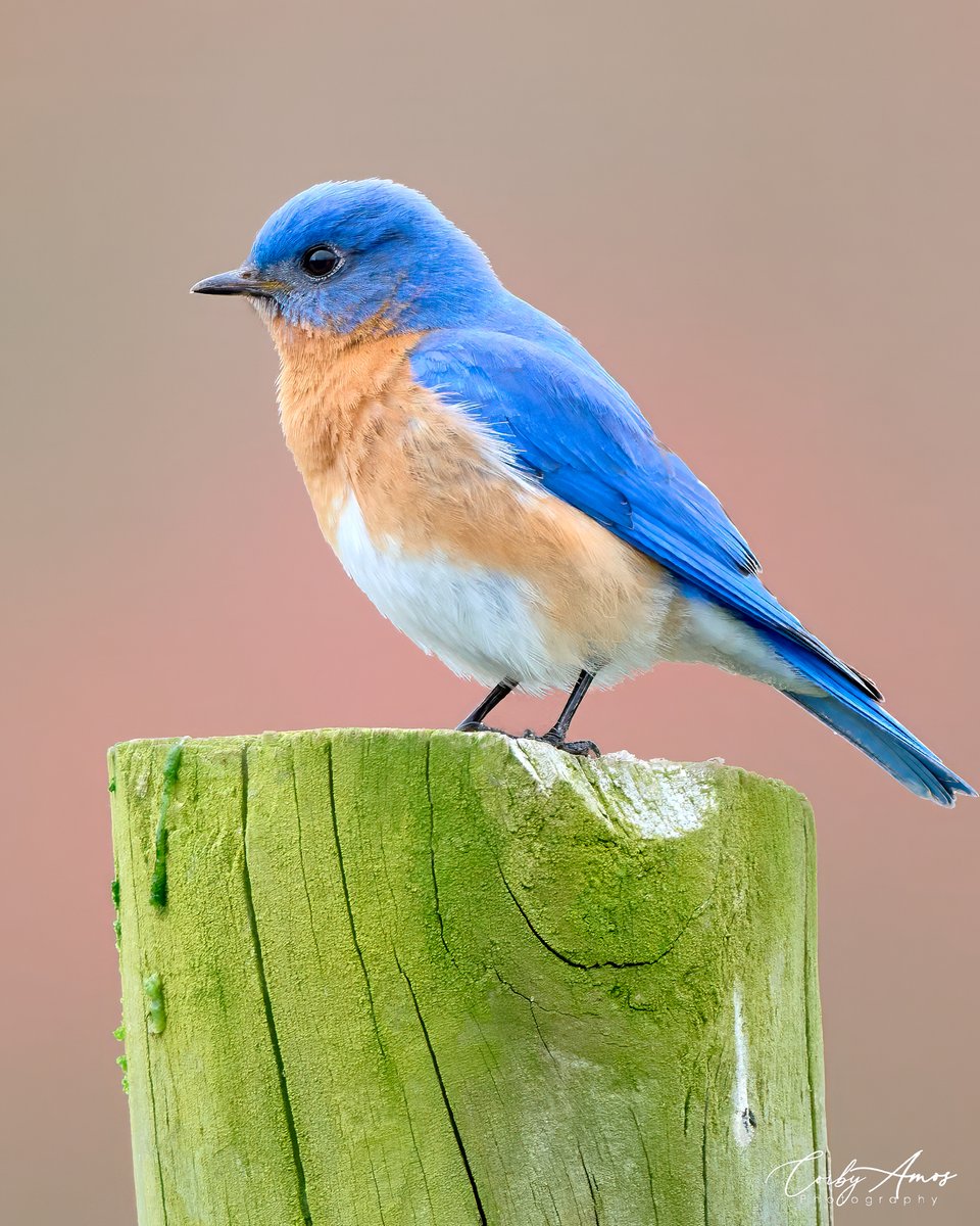 Eastern Bluebird . ko-fi.com/corbyamos . linktr.ee/corbyamos . #birdphotography #birdwatching #BirdTwitter #twitterbirds #birdpics #BirdsofTwitter