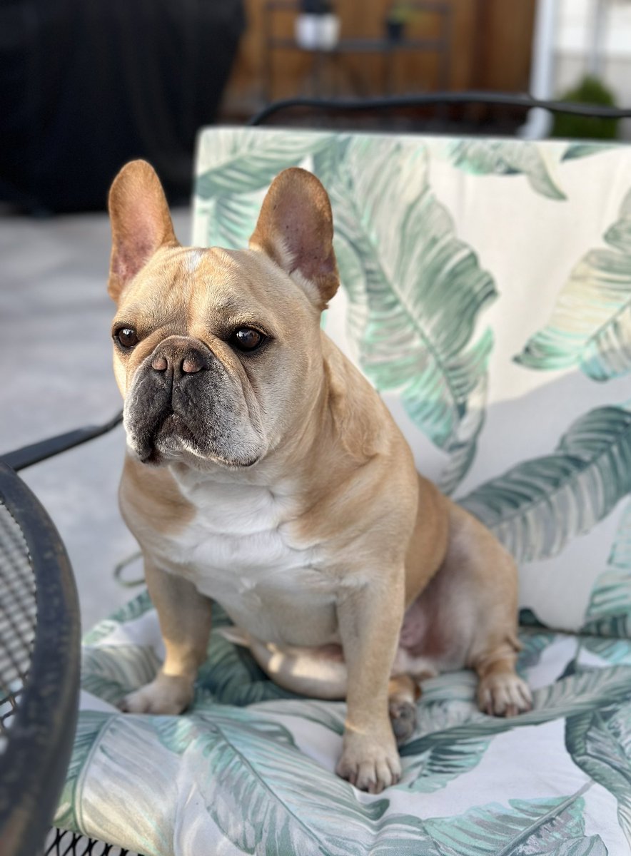 Good morning! Time to get all our yard work done before the rain. Francis is up and ready to supervise.