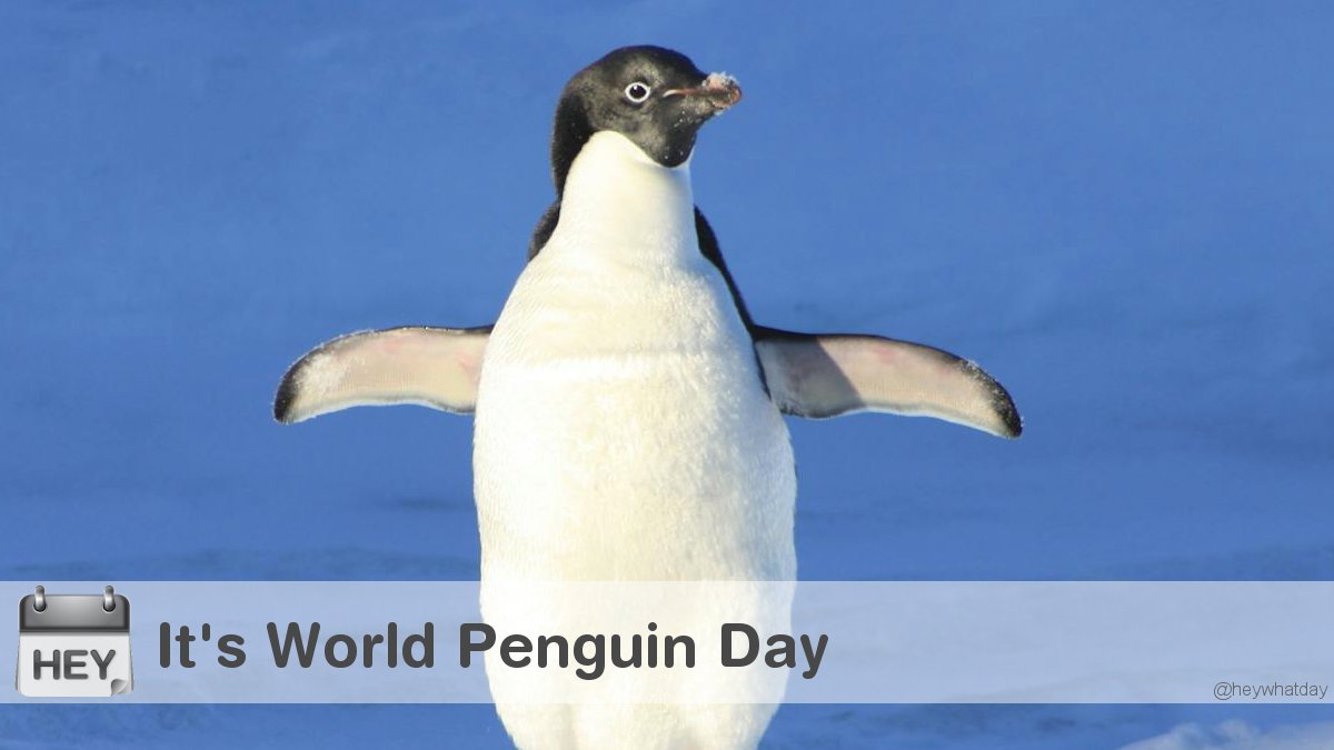 It's World Penguin Day! 
#WorldPenguinDay #PenguinDay #InternationalPenguinDay