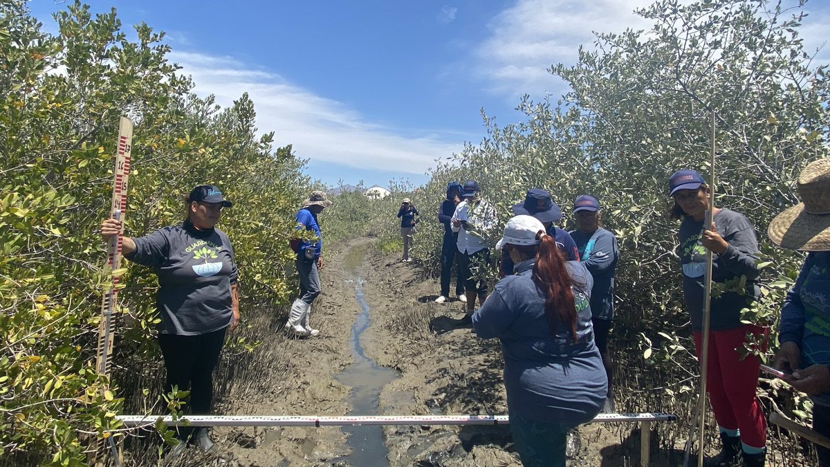 One of the most important elements of our @WILDCOAST #mangrove restoration work is partnerships with Mexico’s leading hydrologists and coastal engineers to build the capacity of community groups to manage these projects. Bay of La Paz, BCS.