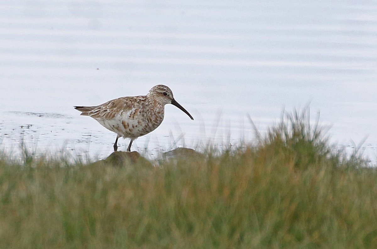 Curlew Sandpiper-Normandy Lagoon this week. A rare bird in the Thames estuary during spring migration but seems to pass through the Solent marshes area most years in the spring. Always a good bird to see locally no matter the plumage. @HOSbirding @LymKeyRanger