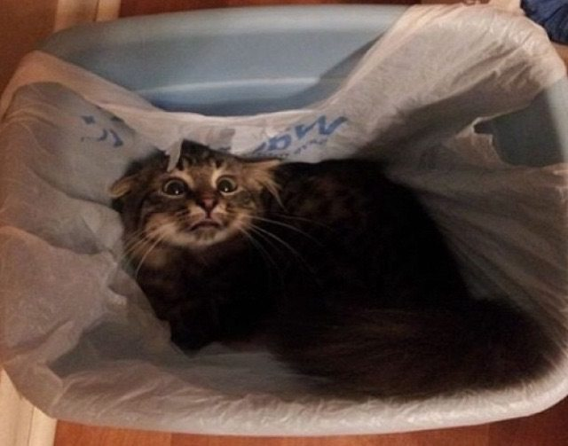Trash Cat tweet media