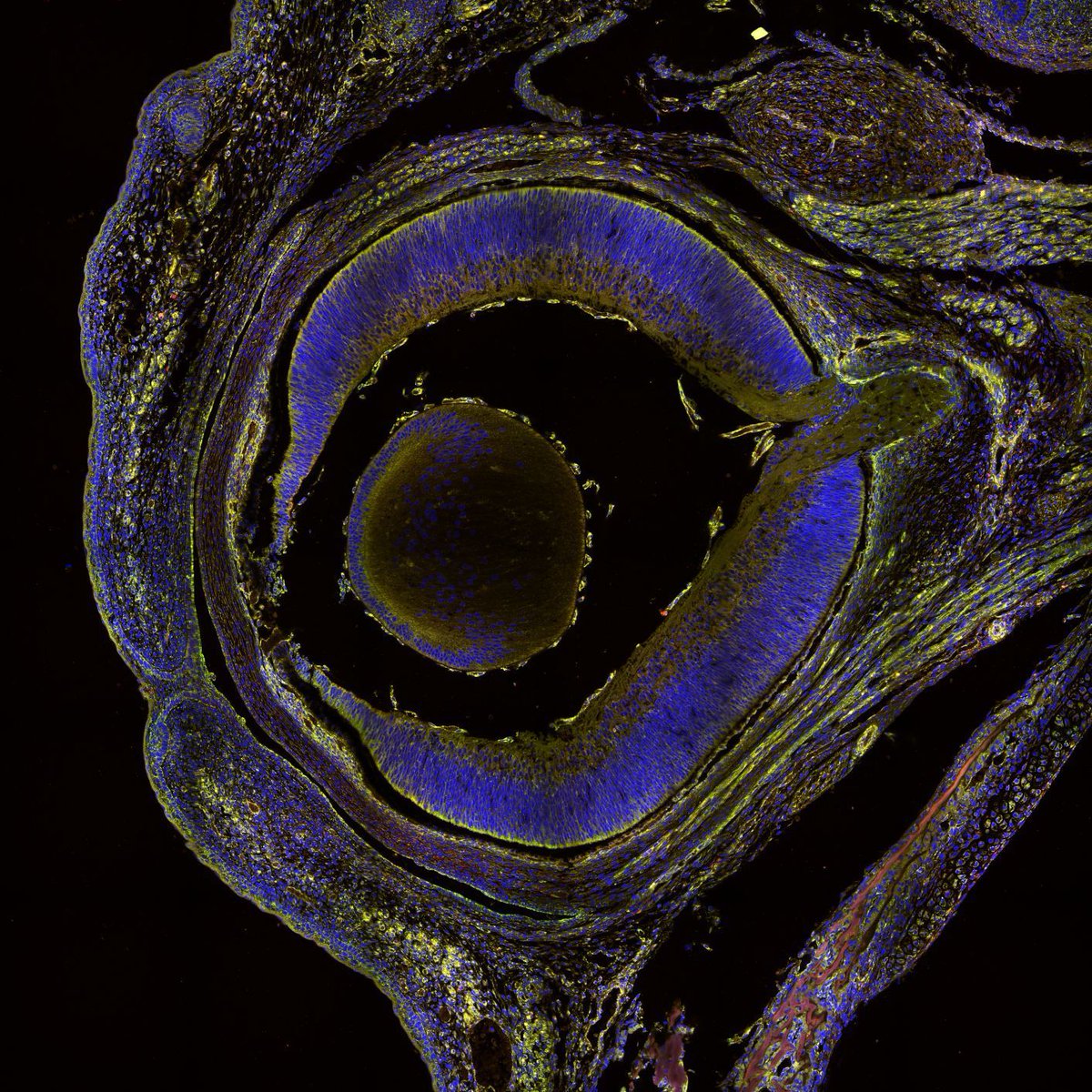 Congratulations to Dr Alan Prescott who won first place in the @Official_BSCB image competition It is a set of tiled images taken from a frozen section of an eye from the mitoQC mouse (McWilliams et al. J Cell Biol. 2016) developed by @LabGanley @mrcppu buff.ly/49TLYqL