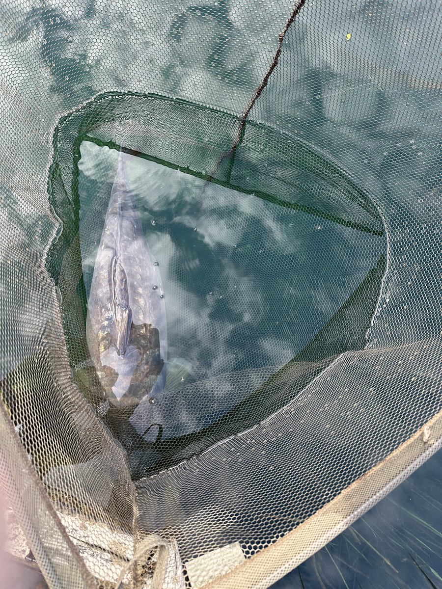 Happy with this one interrupting my breakfast at 9am! 32.2 of Cambridgeshire mirror. Yay!!