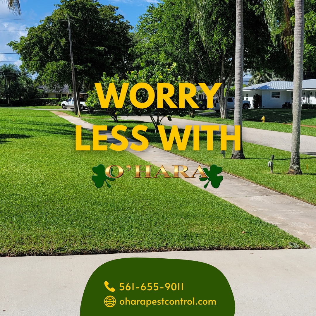 Have no more fear when dealing with pests in your home or place of business. Call us today! 

#oharapestcontrol #pestcontrol #westpalmbeach #southfloridapestcontrol #bugs #pestcontrolservices #exterminator #insects #ants #rodentcontrol #like #instalike #follow #instafollow #t...