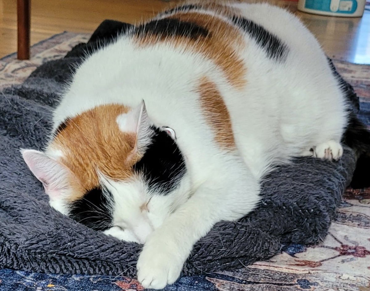 My assistant is at a mystery conference, and I'm sleeping through #Caturday. Don't worry, she'll be back next weekend at @1010WINS  -- 92.3 FM too!

#caturdaymorning #calicocat #calicokitty #calicocatsrule #mystery #mysterywriter #writerslife
