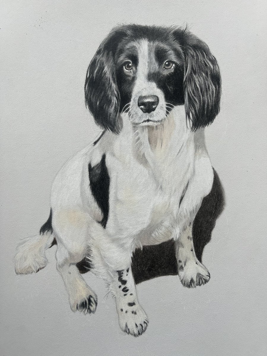 Taye the lovely Cocker Spaniel. Mainly Polychromos on Pastelmat. #cockerspaniel