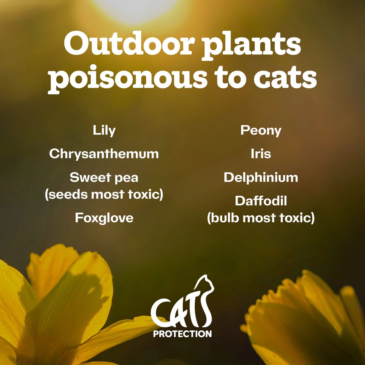 You may be finally getting out into the garden and flexing your horticultural muscles, but there are some plants that cat owners should be aware of. Find our full list of cat-safe and toxic outdoor plants here: spr.ly/OutdoorPlants 🍃