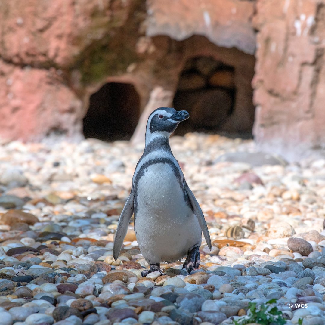 When Spring Break and #WorldPenguinDay happen simultaneously, it can mean only one thing. It's time to visit the penguins at the Bronx Zoo! We have two species, Magellanic and little penguins. You'll find them in the Sea-Bird Aviary and the Aquatic Bird House.