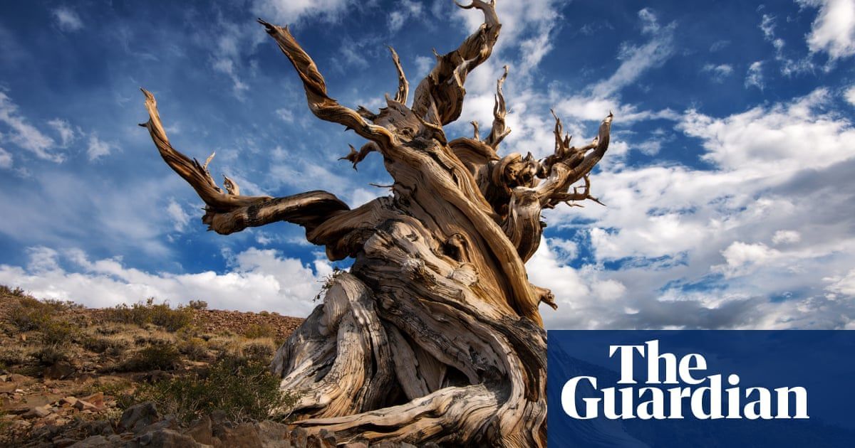 Mother trees and socialist forests: is the ‘wood-wide web’ a fantasy? Fascinating long read from @guardian. #Nature #Resilience buff.ly/3Qn1uV1