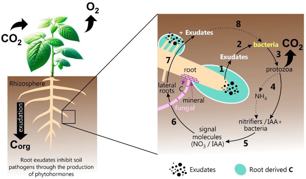 Enhancing plant resilience to pathogens through strategic breeding: Harnessing beneficial bacteria from the rhizosphere for progeny protection | Rhizosphere